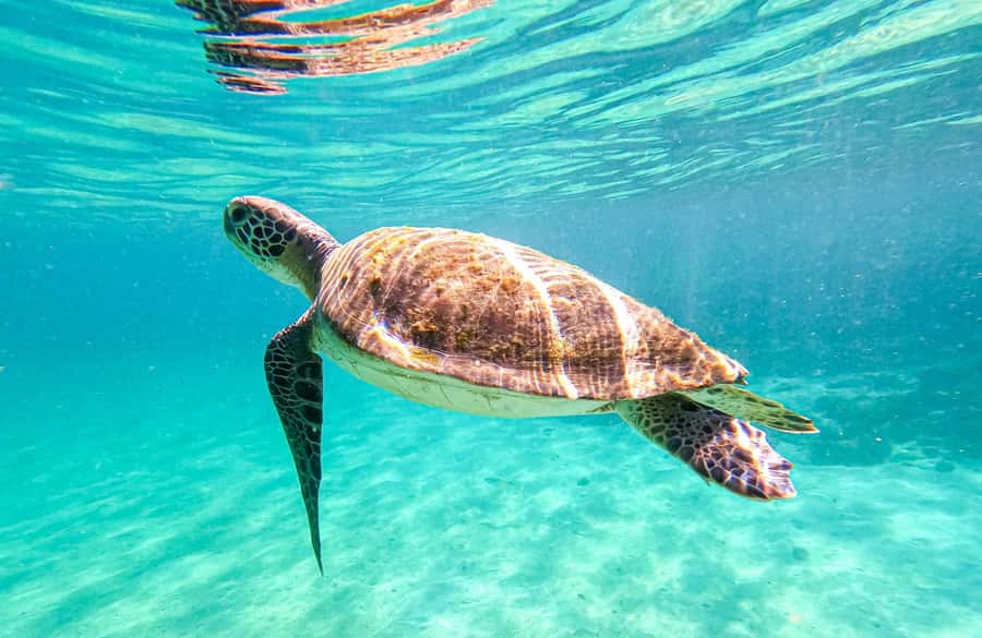Full-Day Tour to Angra dos Reis and Ilha Grande - Praia de Japariz lunch buffet: what’s included and how timing can catch you