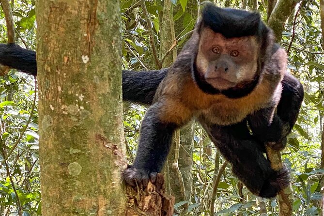Hiking in the Tijuca Forest : Waterfalls and Caves - Tijuca Forest: a world-class hike right next to Rio