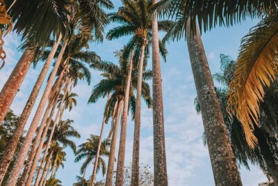Rio de Janeiro Botanical Garden & Tijuca Forest Tour - Tijuca National Park: the part that gives Rio scale