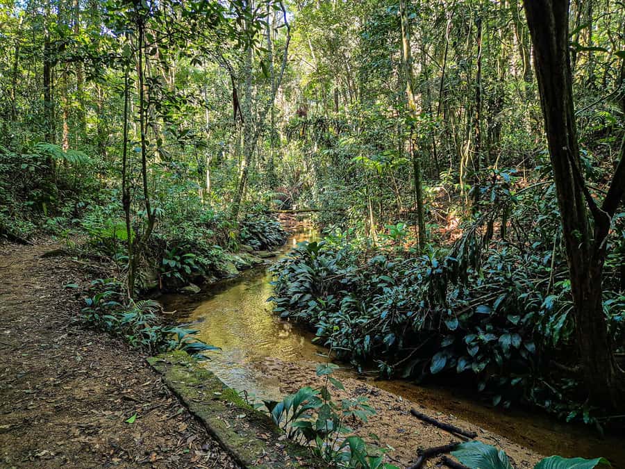 Rio de Janeiro: Guided Jeep Tour through Tijuca Rainforest - What the guides do that makes the difference