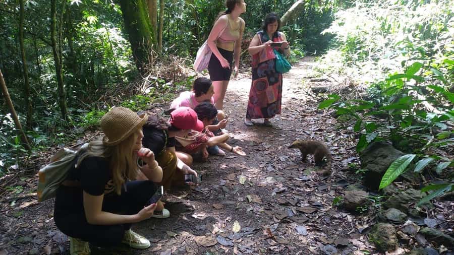 Rio de Janeiro: Jeep Tour in the Tijuca Forest - The Open-Top Jeep Experience: Great Photos, Real-World Comfort