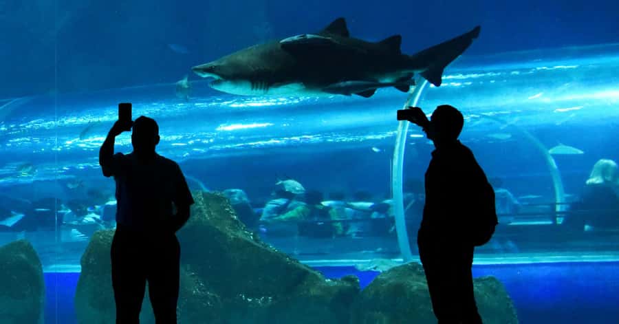 Rio de Janeiro: Marine Aquarium Entry Tickets - Quick hits before you go