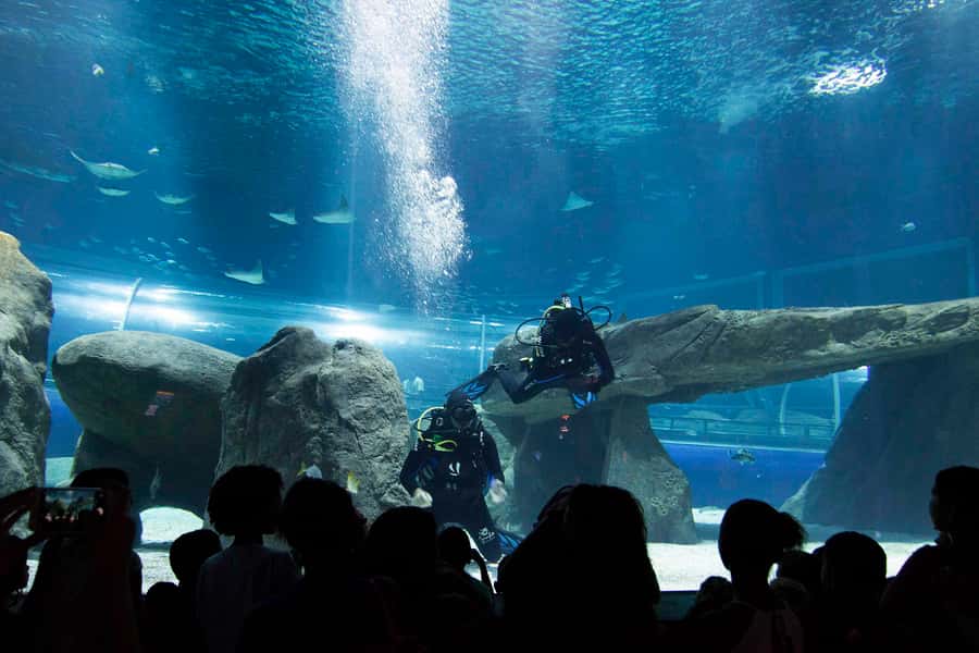 Rio de Janeiro: Marine Aquarium Entry Tickets - AquaRio’s scale: 26,000 m² and 4.5 million liters