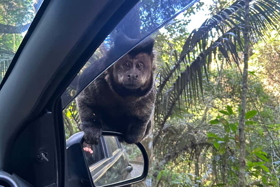 Rio de Janeiro: Tijuca National Park Tour - Tijuca National Park: Rio’s rainforest that feels impossible