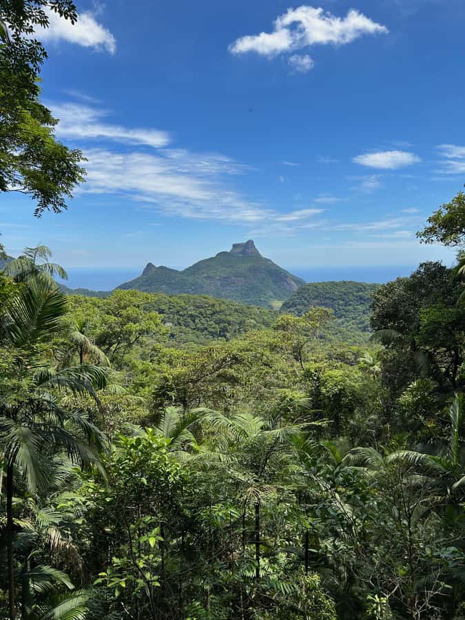 Rio de Janeiro: Tijuca National Park Tour - The day’s rhythm: pickup at 7:30, rainforest focus, back by early afternoon