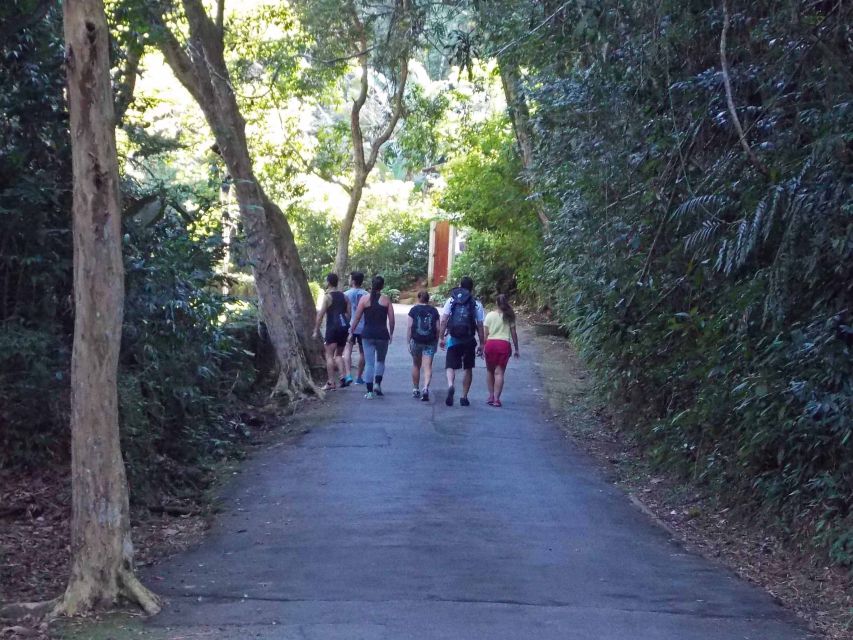 Rio de Janeiro: Tijuca Peak Guided Hike - Fitness, timing, and what to pack for a smooth hike