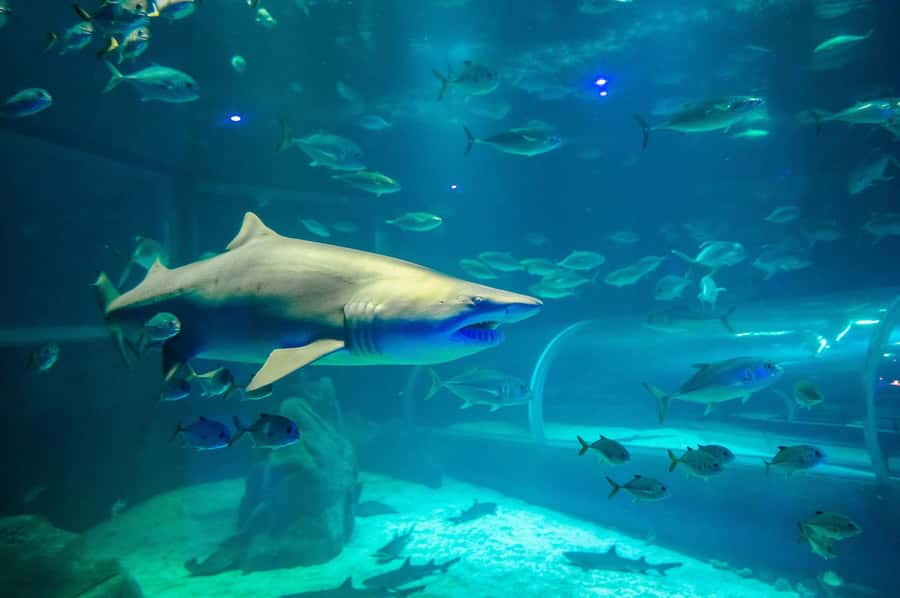 Rio: Olympic Boulevard, AquaRio and Museum of Tomorrow Tour - Price and value: does $49 make sense?