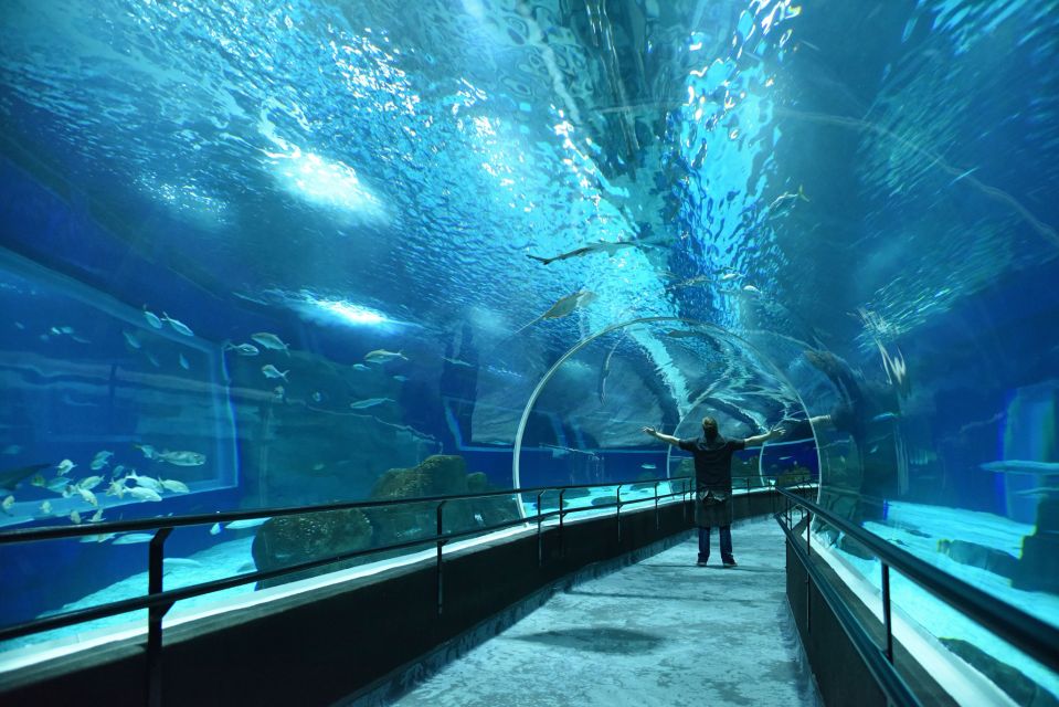 Rio: Olympic Boulevard, AquaRio and Museum of Tomorrow Tour - Who should book this Rio combo tour?