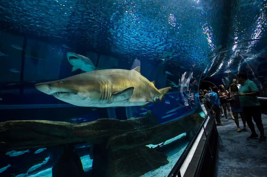 Rio: Olympic Boulevard, AquaRio and Museum of Tomorrow Tour - Museum of Tomorrow: futuristic tech you can walk through