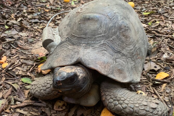 Tijuca Forest Hike - Waterfalls & Caves, Nature & Wild Life! - How hard is it? Trail pace, distance, and slippery spots