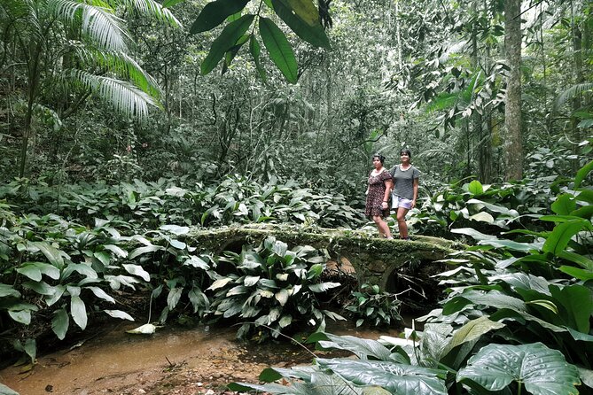 Tijuca National Park and all its wonders - What You’ll Learn on the Trail: Plants, City Clues, and Small Wonders