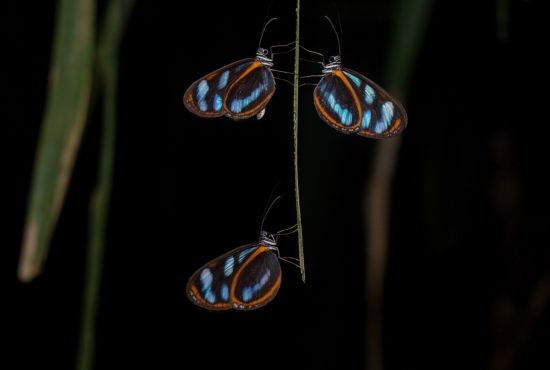 Caminatas Nocturnas En El Bosque: Descubre La Fauna Nocturna De Río