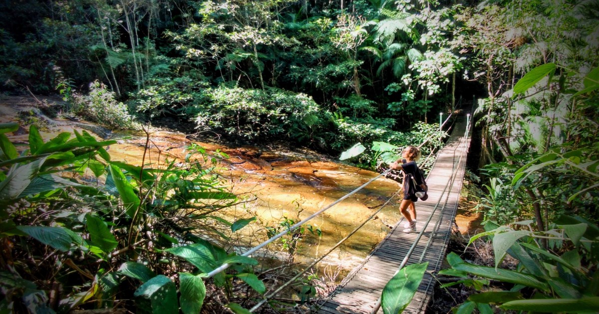 Explorando Las Selvas De Río: Aventuras En El Parque Nacional De Tijuca