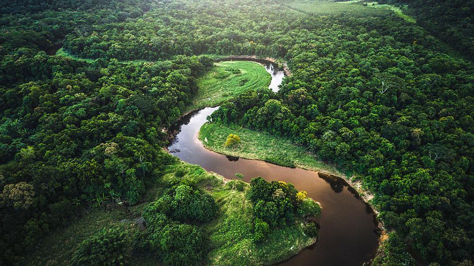 Safari Fotográfico En La Amazonía Carioca: Captura La Belleza Natural De Río